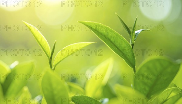 Natural green leaves plants, spring ans summer background cover page, golden soft light, green and