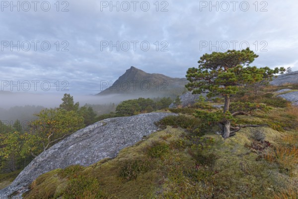 Fairytale dwarf pine forest in morning fog on Steigtindvatnet in front of the majestic Litltind in