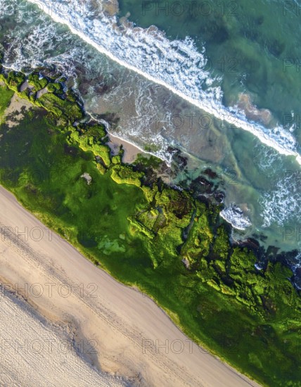 Green algae on the sandy shore of an ocean. Fascinating phenomenon of wild coastline with green