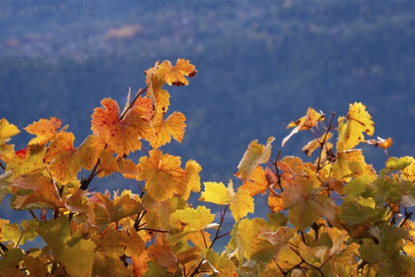 Vine leaves in autum colour yellow and orange. In background large mountain as dark background.
