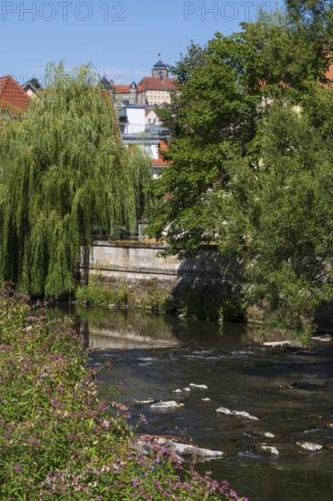 Blooming bush and trees on the Hasslach river, Rosenberg Fortress in the back, Kronach, Upper