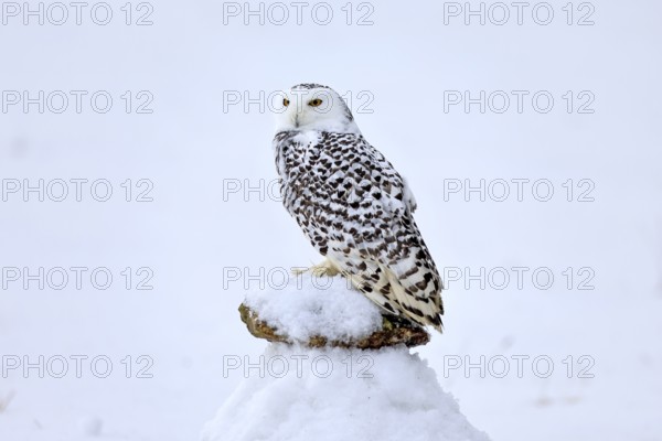 Snowy owl (Nyctea scandiaca), snowy owl, adult, alert, in snow, perch, in winter, Bohemian Forest,