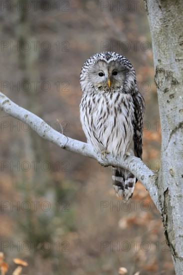 Hawk owl (Strix uralensis), adult, in winter, on tree, Bohemian Forest, Czech Republic, Europe,