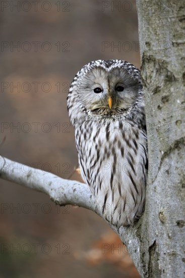 Hawk owl (Strix uralensis), adult, in winter, on tree, on tree trunk, Bohemian Forest, Czech