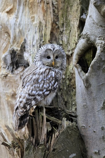 Hawk owl (Strix uralensis), adult, in winter, on tree trunk, Bohemian Forest, Czech Republic,
