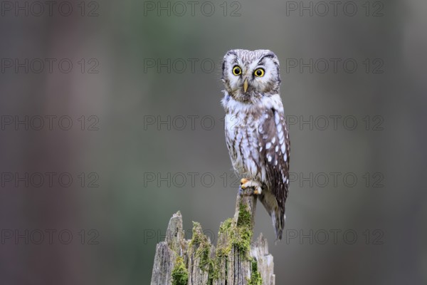 Roughfoot owl (Aegolius funereus), groufoot owl, adult, perch, alert, in winter, Bohemian Forest,