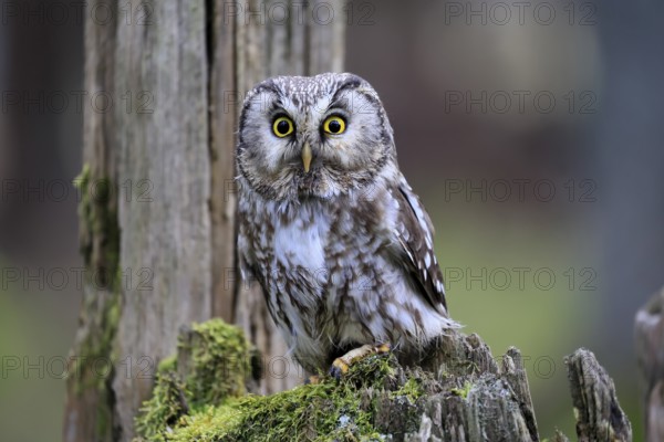 Roughfoot owl (Aegolius funereus), groufoot owl, adult, perch, tree trunk, alert, in winter,