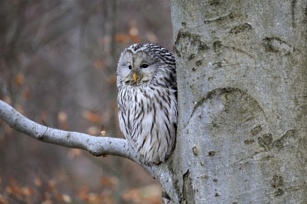 Hawk owl (Strix uralensis), adult, in winter, on tree, on tree trunk, Bohemian Forest, Czech