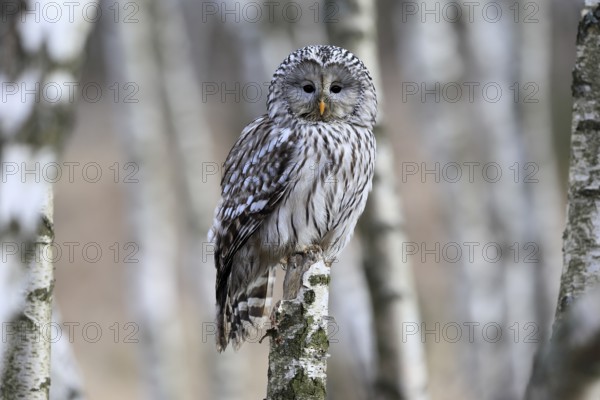 Hawk owl (Strix uralensis), adult, in winter, perch, alert, Bohemian Forest, Czech Republic,