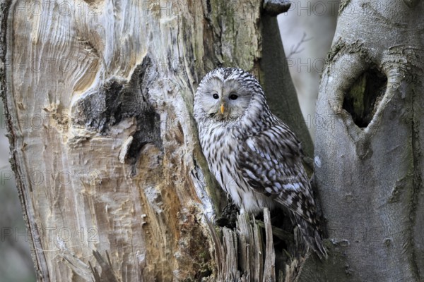 Hawk owl (Strix uralensis), adult, in winter, on tree trunk, Bohemian Forest, Czech Republic,