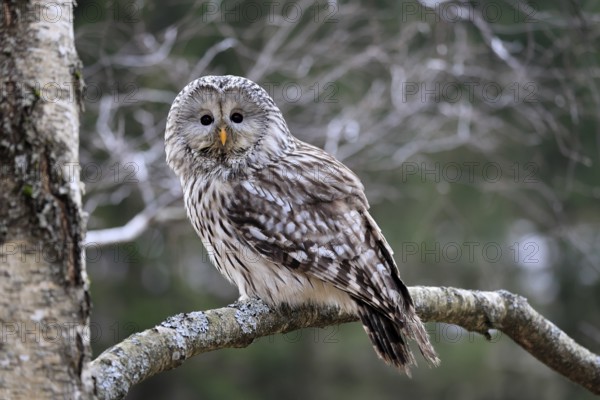 Hawk owl (Strix uralensis), adult, in winter, on tree, Bohemian Forest, Czech Republic, Europe,