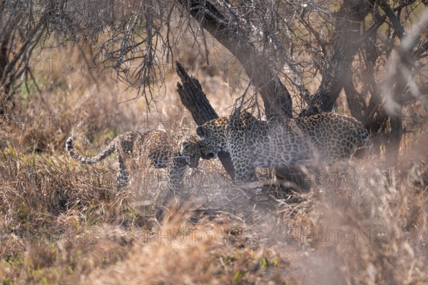 Leopard (Panthera pardus), mother cuddles with young, in dry grass, adult, Kruger National Park,