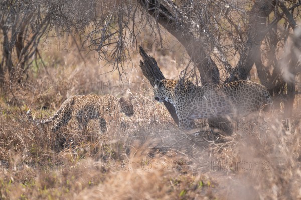 Leopard (Panthera pardus), mother and young, in dry grass, adult, Kruger National Park, South