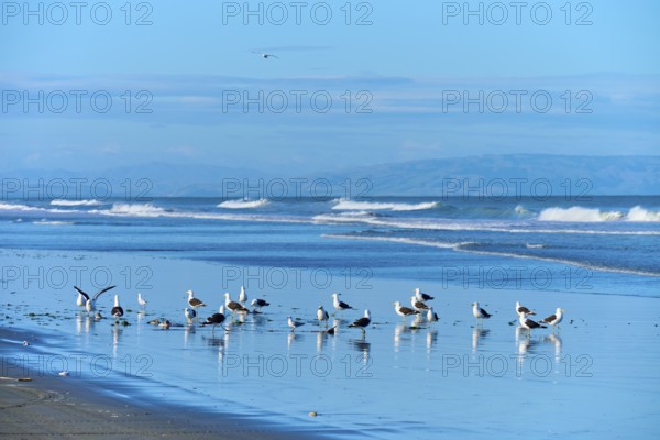 Seagulls frolic on the shore in front of a serene coastal panorama, Spencer Park Beach,