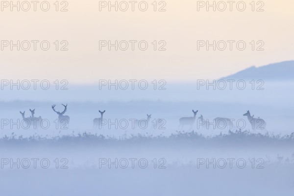 Red deer stag herding herd of hinds in morning mist along the Baltic Sea, Western Pomerania Lagoon