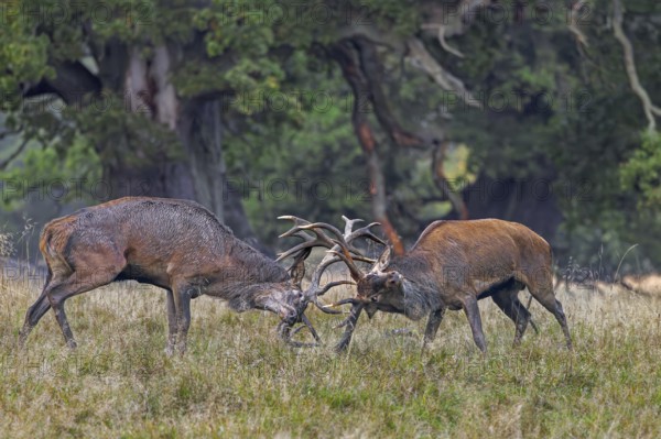Two rutting red deer (Cervus elaphus) stags fighting by locking antlers during fierce mating battle