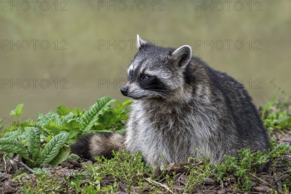 Common raccoon, North American racoon (Procyon lotor) foraging along river bank, invasive species