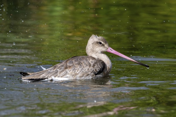 Black-tailed godwit (Limosa limosa) in non-breeding plumage bathing in water of pond, lake in