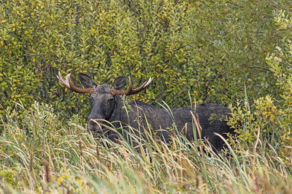 Moose, elk (Alces alces) bull, male feeding on willow leaves in marshland in autumn, fall, Sweden,
