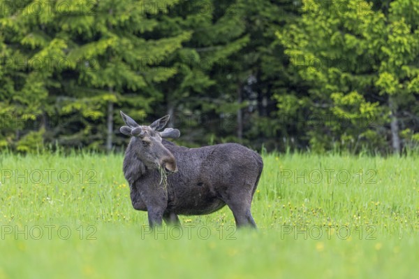 Moose, elk (Alces alces) adult bull, male with antlers covered in velvet grazing grass in meadow at