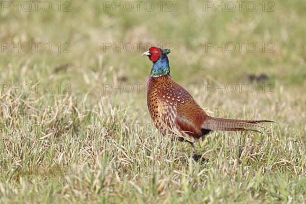Pheasant, hunting pheasant (Phasianus colchicus), adult male bird in a meadow, wildlife, lembruch,