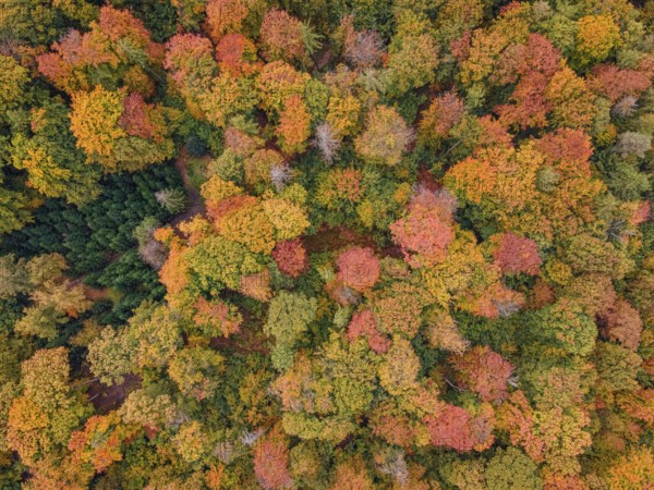 The leaves of the trees in the Bad Homburg city forest turned colorful in autumn. (aerial view with