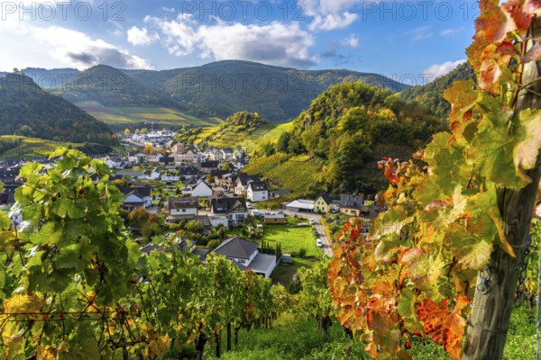 Vineyards in autumn in the middle Ahr Valley, near Mayschoß, Rhineland-Palatinate