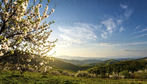 Landscape with a blooming apricot tree, idilyc spring nature, green grass and mountains in