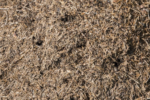 Construction of forest ants (Formica), Oberallgäu, Allgäu, Bavaria, Germany