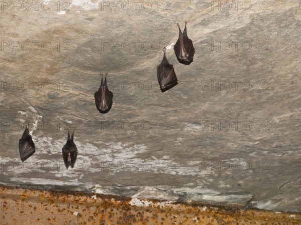 Small horseshoe nose (Rhinolophus hipposideros) hanging from the ceiling in the cellar, Thuringia,