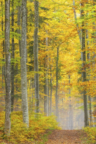 Hiking trail in beech forest (Fagus) in autumn colors, beech plants (Fagaceae), fog, autumn,