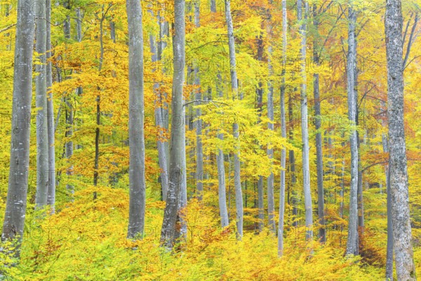 Beech forest (Fagus) in autumn colors, beech plants (Fagaceae), autumn, Leibertingen, Upper Danube
