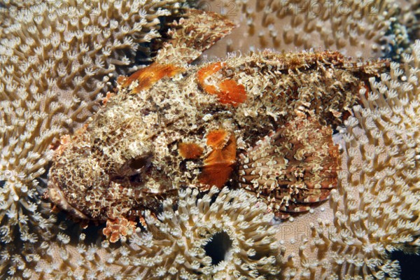 Bearded dragon head (Scorpaeninae) lies well camouflaged in leather coral, Arabian Sea, Indian