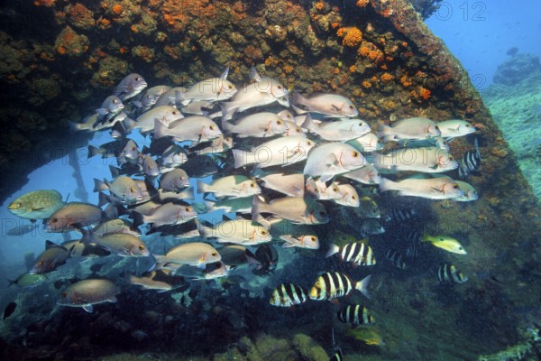 Swarm of young bicolor sweet lip, giant sweet lip, (Plectorhinchus albovittatus) seeking shelter in