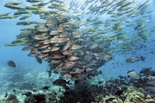 Mixed swarm, bronze-striped grunt (Pomadasys taeniatus) and large school mullet (Mulloidychthys