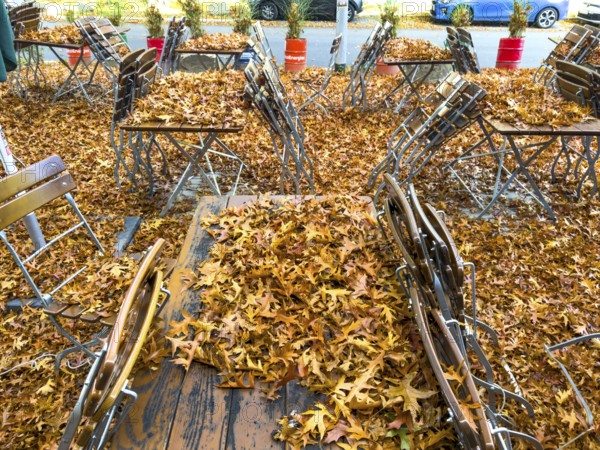 Autumn in town, car parked under deciduous tree, swamp oak, ground and vehicle covered with fallen