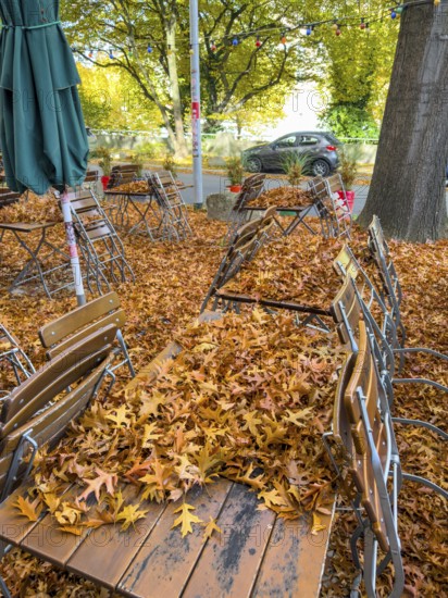 Autumn in town, beer garden, pub terrace under deciduous trees, swamp oak, floor and table chairs