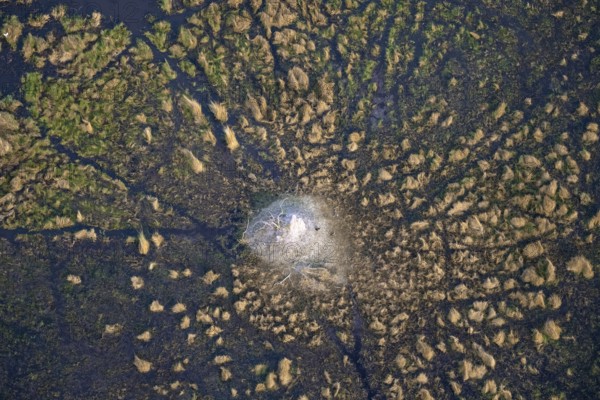 Freshwater marshland, swamp landscape with small island with termite hill, aerial view, Okavango