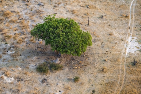 Flock of impalas (Aepyceros melampus) under a liver sausage tree (Kigelia africana), aerial view,