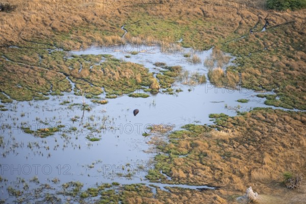 Hippopotamus (Hippopatamus amphibius) in water, freshwater marshland, marshland, aerial view,