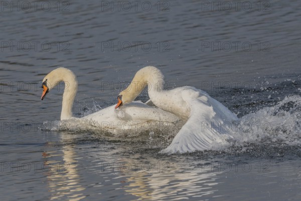 Swan chases rivals across a calm body of water. One of the swans squirts and brings life to the