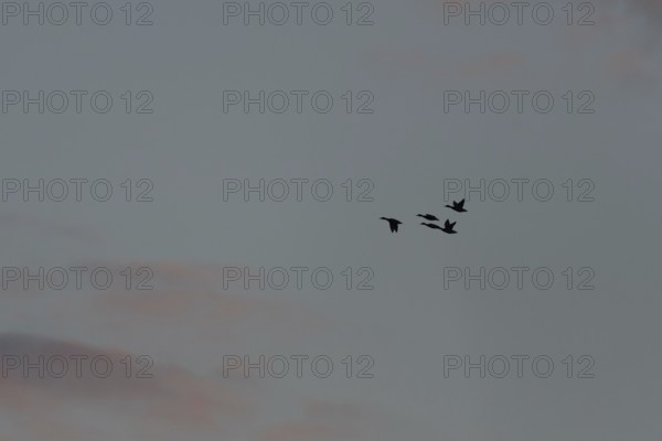 Birds fly in groups in the sky, which is painted in warm colors at sunset. Red and purple clouds