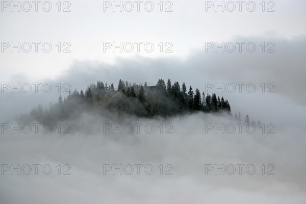 Ridge with conifers sticking out of fog, Allgäu Alps, near Oberstdorf, Oberallgäu, Allgäu, Bavaria,