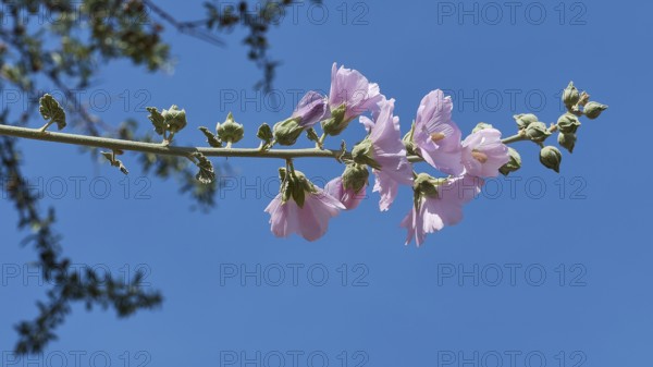 Purple flower against a blue sky, archaeological site, UNESCO World Heritage Site, Mycenae,