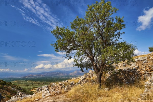 Tree in a ruined landscape, archaeological site, UNESCO World Heritage Site, Mycenae, Mycenae,