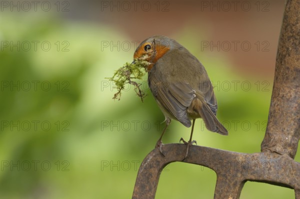 European robin (Erithacus rubecula) adult bird on a garden fork with nesting material in its beak