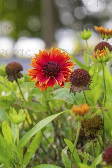Red flower in the garden surrounded by green leaves and autumn light, Überlingen, Lake Constance,