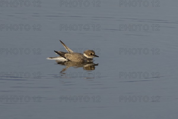 Little ringed plover (Charadrius dubius) adult wading bird in a shallow coastal lagoon, England,