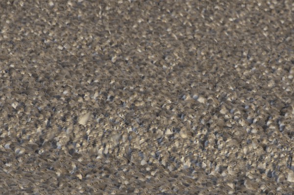 Red Knot (Calidris canutus) adult wading birds at high tide on a coastal shingle ridge, RSPB