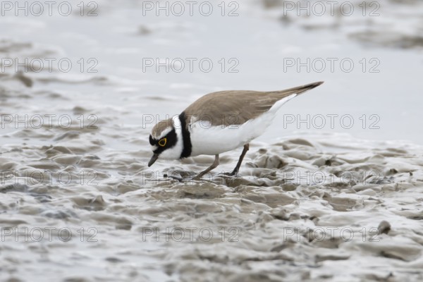 Little ringed plover (Charadrius dubius) adult wading bird on a coastal mudflat, England, United